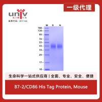 B7-2/CD86 His Tag Protein, Mouse