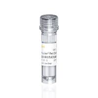 线粒体红色荧光探针(MitoTracker® Red CMXRos)
