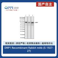 DRP1 Recombinant Rabbit mAb (S-1927-27)