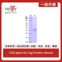CD8 alpha His Tag Protein, Mouse