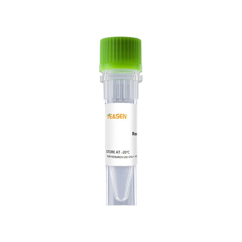BDNF 重组人脑源性神经营养因子 Recombinant Human BDNF Protein, Flag Tag产品图