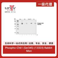 Phospho-Chk1 (Ser345) (133D3) Rabbit Monoclonal Antibody