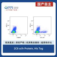 2C6 scfv Protein, His Tag