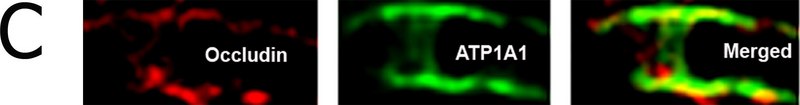 抗Na+/K+ ATPase α-1 抗体,克隆C464.6 clone C464.6, Upstate®, from mouse