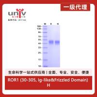 ROR1 (30-305, Ig-like&Frizzled Domain) His Tag Protein, Human/Cynomolgus