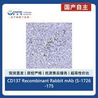CD137 Recombinant Rabbit mAb (S-1726-175)