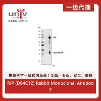 RIP (D94C12) Rabbit Monoclonal Antibody