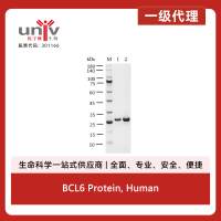BCL6 Protein, Human