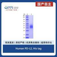 Human PD-L2, His tag