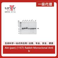 Akt (pan) (11E7) Rabbit Monoclonal Antibody