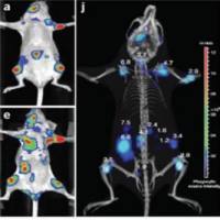 Micro-CT 三维成像动物实验