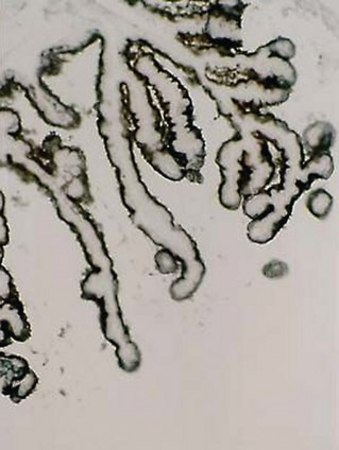 抗Na+/K+ ATPase α-1 抗体,克隆C464.6 clone C464.6, Upstate®, from mouse