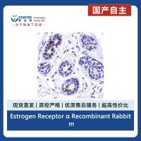 Estrogen Receptor α Recombinant Rabbit mAb (SDT-10001)