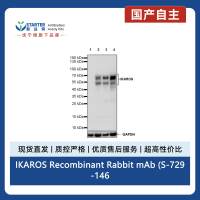 IKAROS Recombinant Rabbit mAb (S-729-146)
