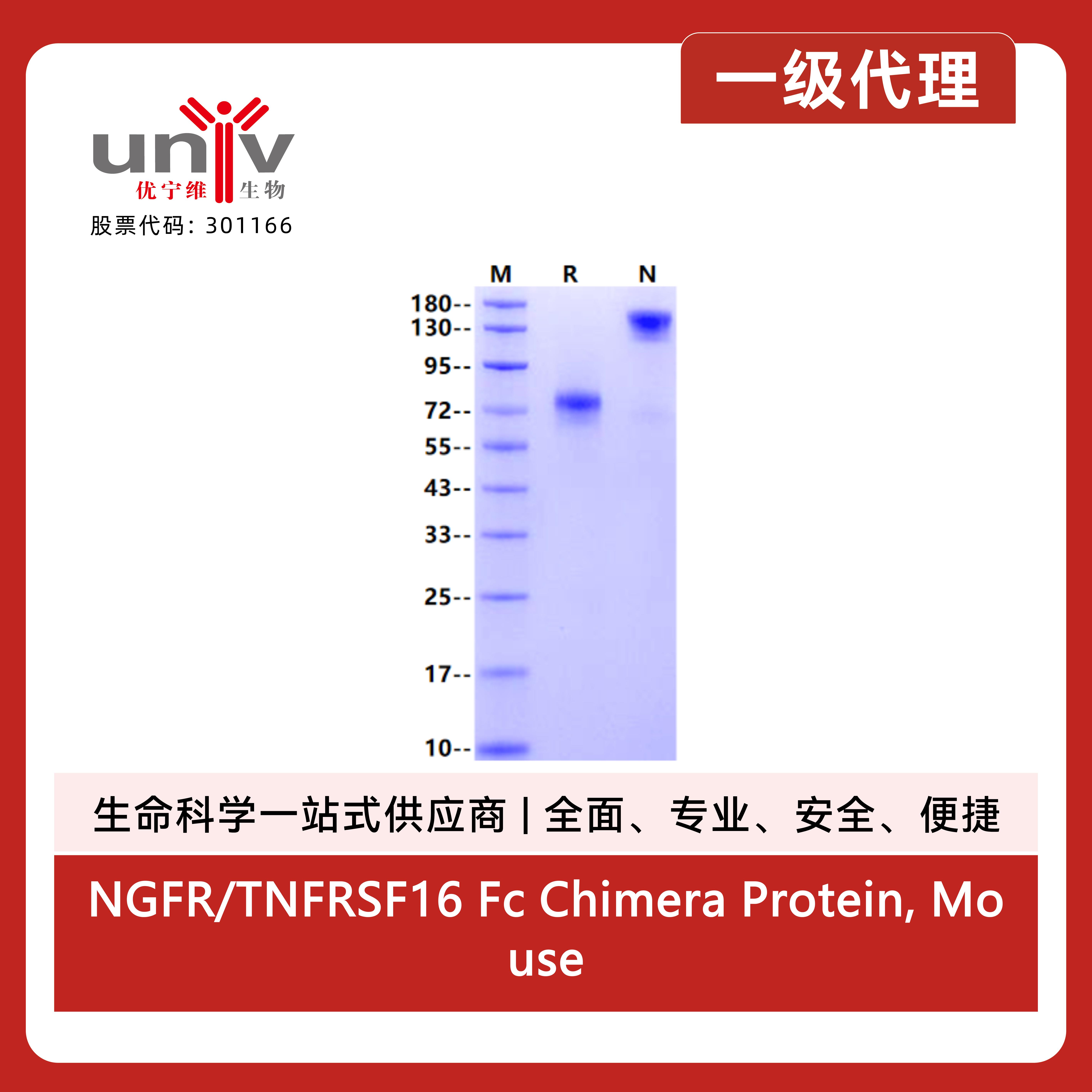 NGFR/TNFRSF16 Fc Chimera Protein, Mouse产品图