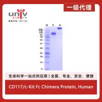 CD117/c-Kit Fc Chimera Protein, Human