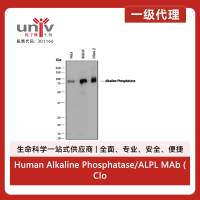 Human Alkaline Phosphatase/ALPL MAb (Clone 928929) (100 ug)