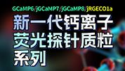钙离子探针新品来袭！从GCaMP6到jGCaMP8，还有红色探针jRGECO1a，总有一款适合你