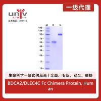 BDCA2/DLEC4C Fc Chimera Protein, Human