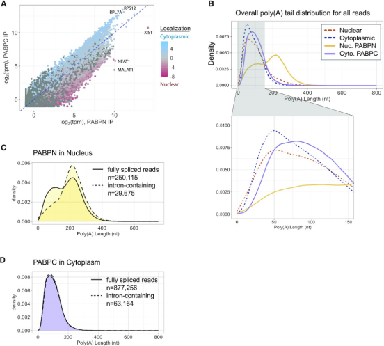 Nature Communications（IF 18.1）等新研究：从RBP结合到poly(A)尾——Nanopore DRS解析RNA命运