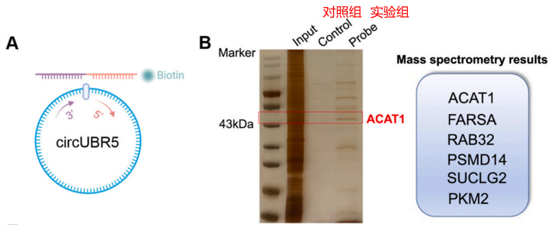 RNA蛋白互作完整研究方案-已知RNA找蛋白、已知蛋白筛RNA-辉骏生物高分文献案例