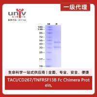 TACI/CD267/TNFRSF13B Fc Chimera Protein, Human