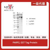 PARP2, GST Tag Protein