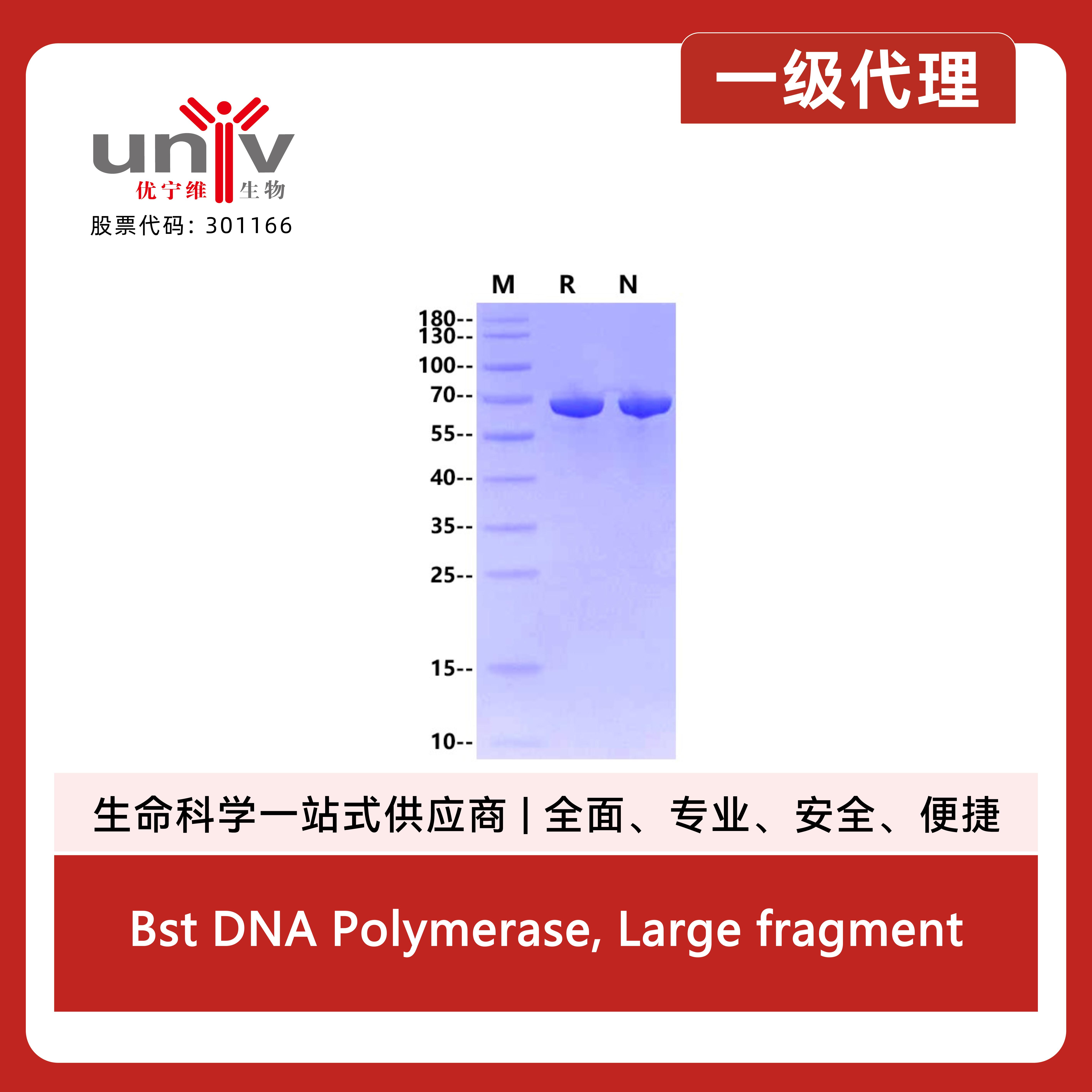 Bst DNA Polymerase, Large fragment