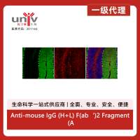 Anti-mouse IgG (H+L) F(ab‘)2 Fragment (Alexa Fluor® 488 Conjugate)