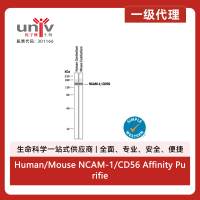 Human/Mouse NCAM-1/CD56 Affinity Purified Polyclonal Ab (100 ug)