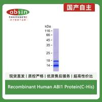 Recombinant Human ABI1 Protein(C-His)