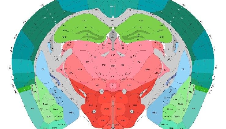 告别繁琐的人工计数：探索全脑细胞识别与定量分析新方案