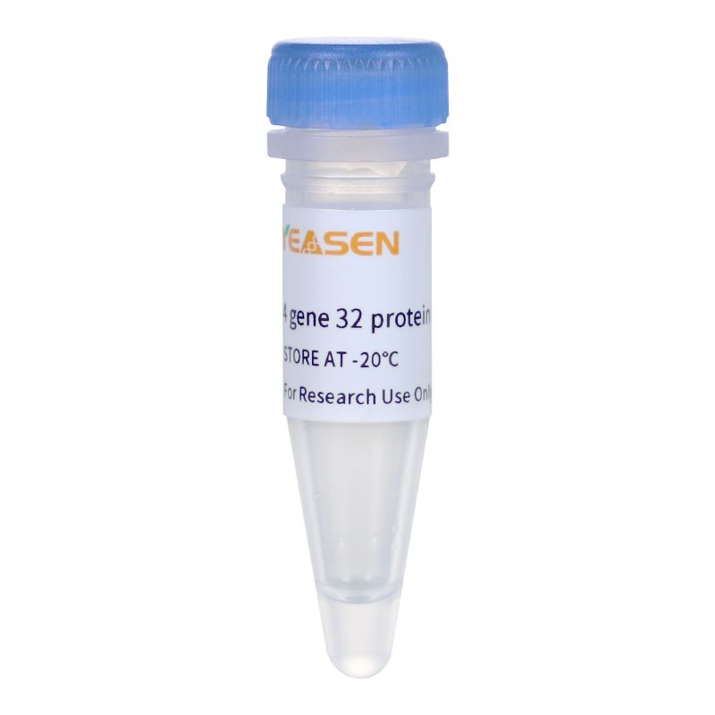 T4噬菌体基因32编码蛋白(T4 gene 32 protein)产品图
