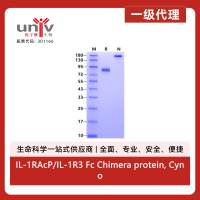 IL-1RAcP/IL-1R3 Fc Chimera protein, Cynomolgus/Rhesus macaque