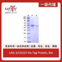 LAG-3/CD223 His Tag Protein, Rat