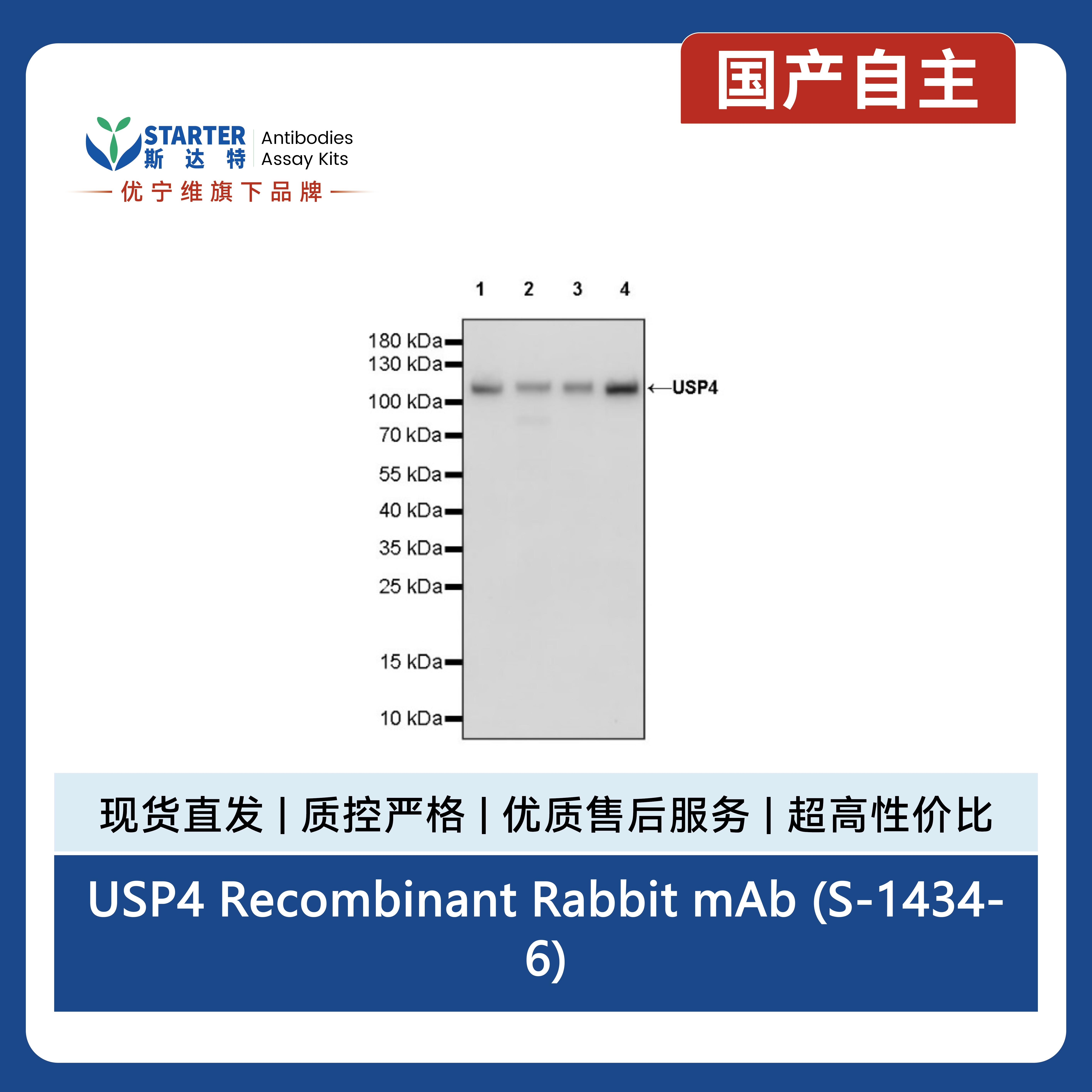 USP4 Recombinant Rabbit mAb (S-1434-6)产品图