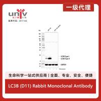 LC3B (D11) Rabbit Monoclonal Antibody