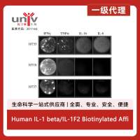 Human IL-1 beta/IL-1F2 Biotinylated Affinity Purified PAb (50 ug)