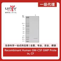 Recombinant Human GM-CSF GMP Protein, CF (1 mg)