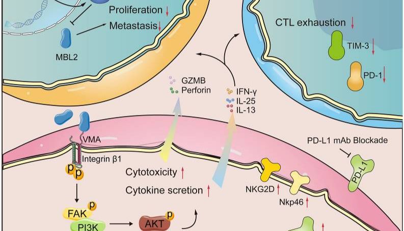 PLOS Biology 新发现：一个"双面"蛋白，把肝癌"冷肿瘤"焐热了