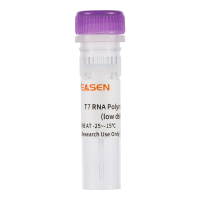 T7 RNA转录酶混合物(低dsRNA) T7 RNA Transcription Enzyme Mix
