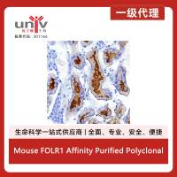Mouse FOLR1 Affinity Purified Polyclonal Ab (100 ug)