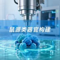 鼠源类器官构建