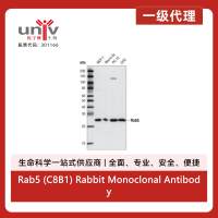 Rab5 (C8B1) Rabbit Monoclonal Antibody