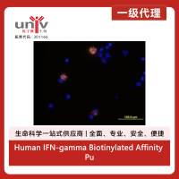 Human IFN-gamma Biotinylated Affinity Purified PAb (50 ug)