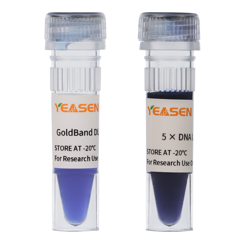 GoldBand DL10000 DNA Marker 琼脂糖凝胶电泳DNA条带