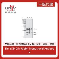 Bim (C34C5) Rabbit Monoclonal Antibody