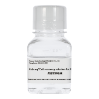 Cebrary®类器官回收液(Cell recovery solution for Organoid)