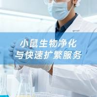小鼠生物净化与快速扩繁服务