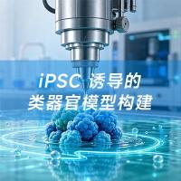 iPSC 诱导的类器官模型构建